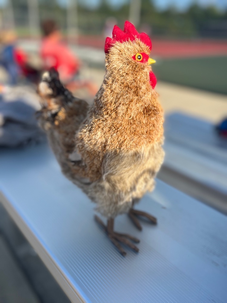Sondra, the chicken 